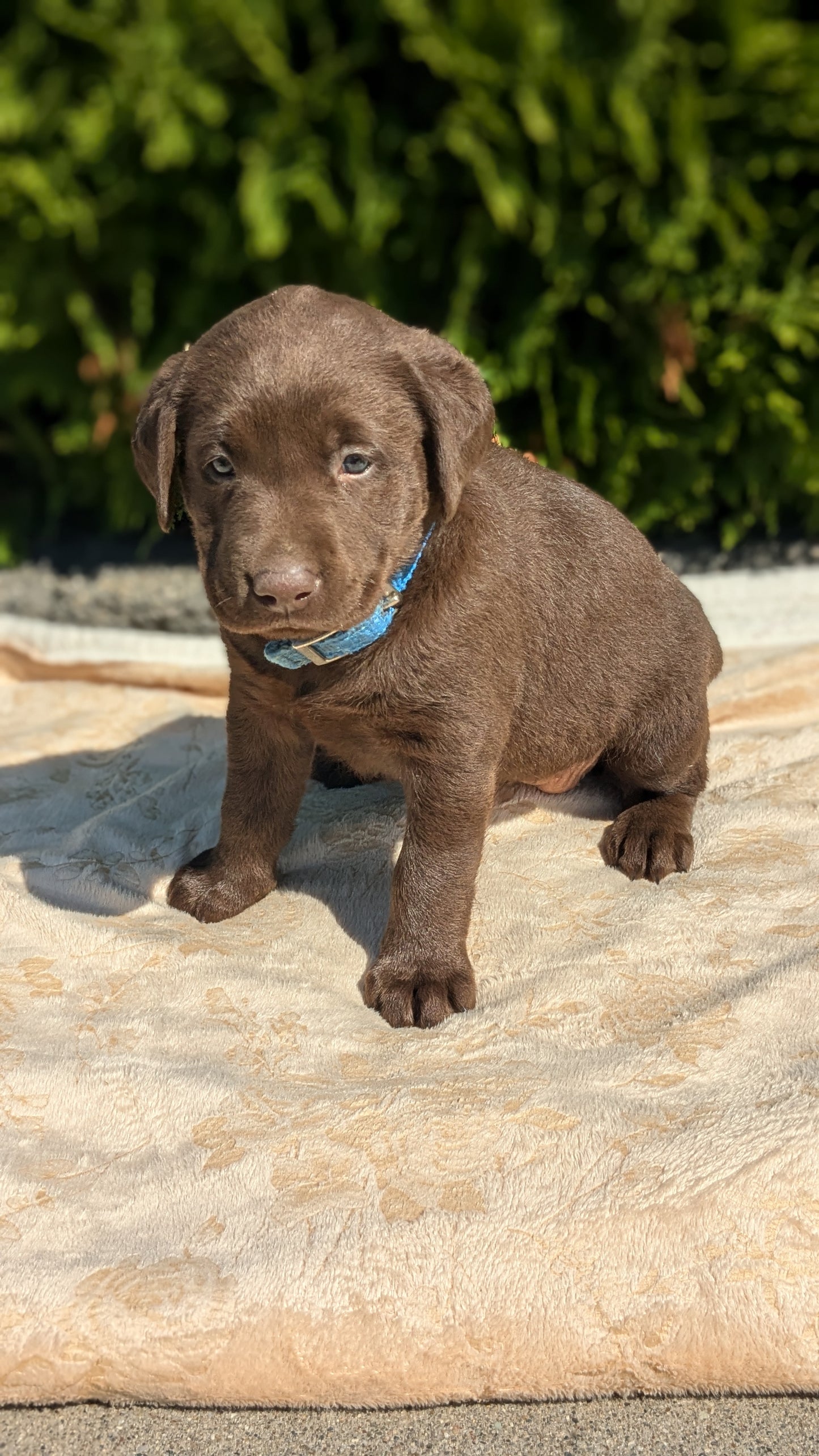LABRADOR RETRIEVER (08/05) FEMALE