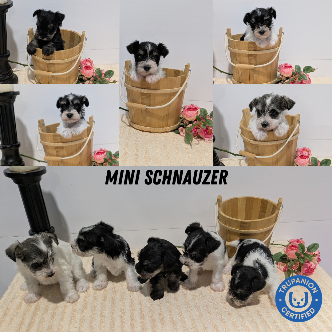 MINI SCHNAUZER (02/18) MALE