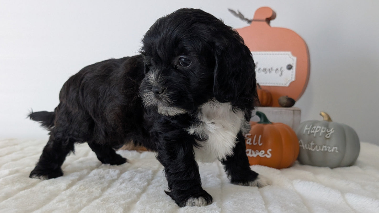 SHIHPOO (07/26) FEMALE