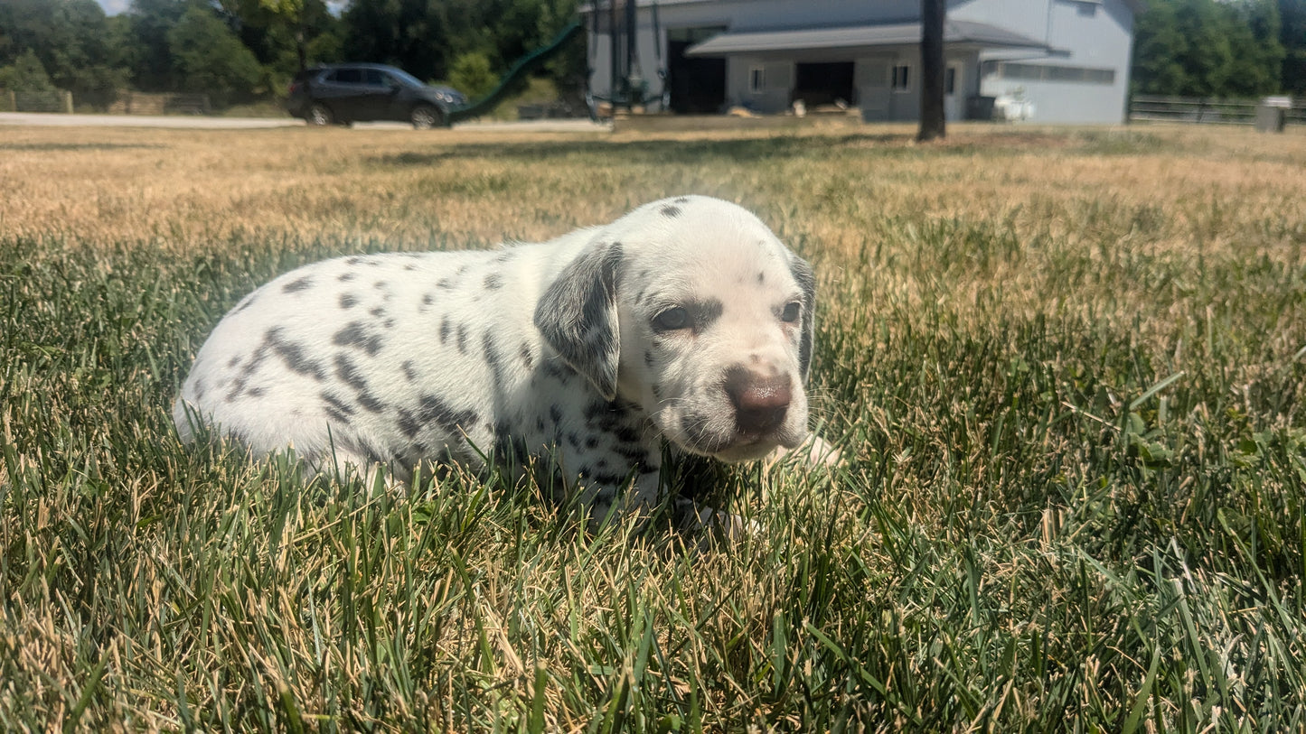 DALMATIAN (05/26) FEMALE