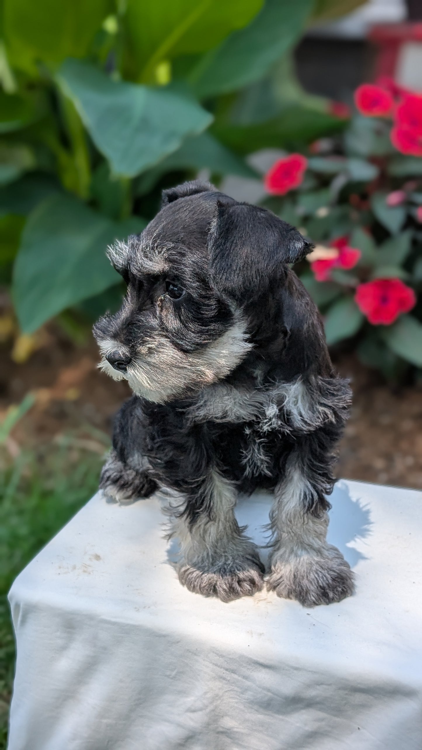 MINI SCHNAUZER (05/29) MALE