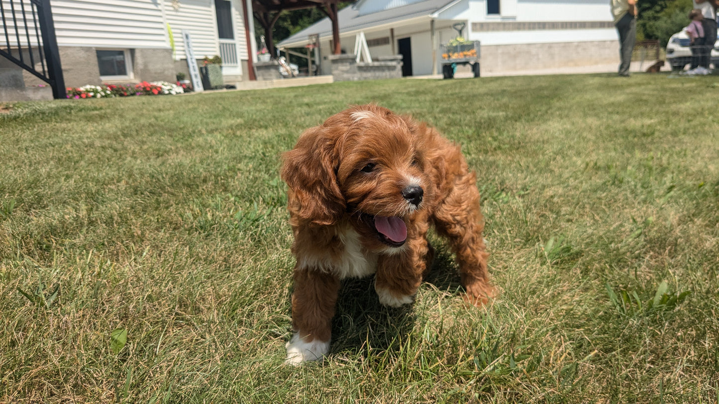 CAVAPOO (06/05) MALE