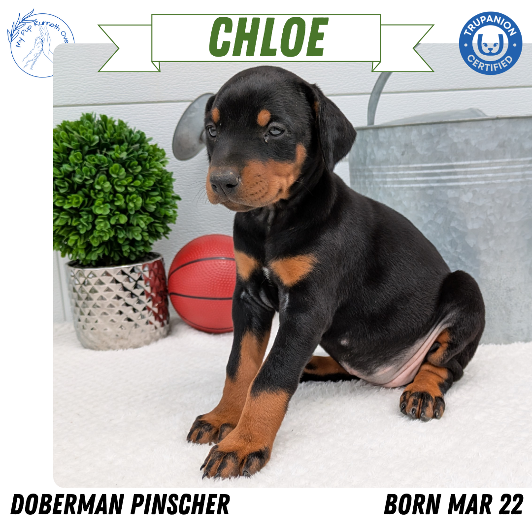 DOBERMAN PINSCHER (03/22) FEMALE