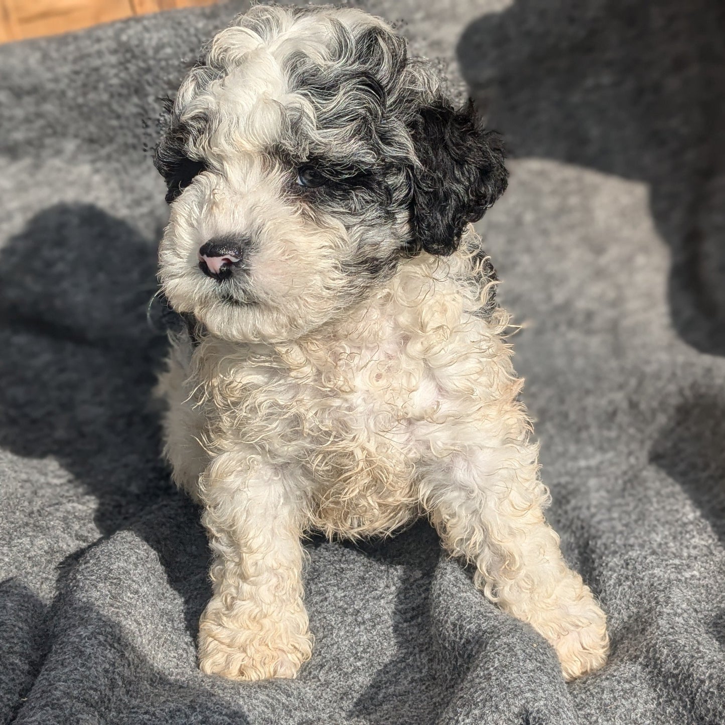 COCKAPOO (09/13) MALE