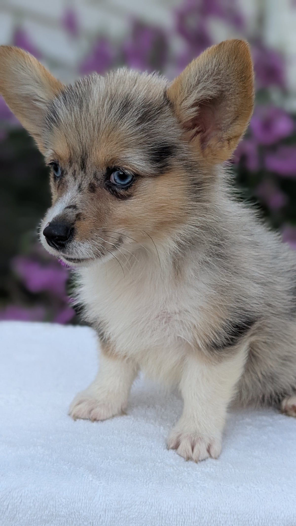 CORGI (JUN 22) FEMALE