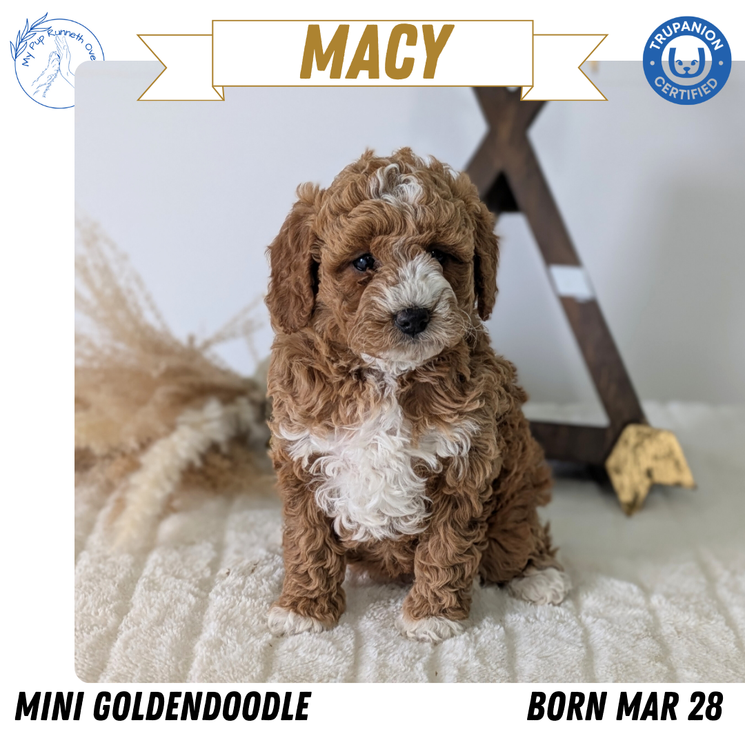 MINI GOLDENDOODLE (03/28) FEMALE