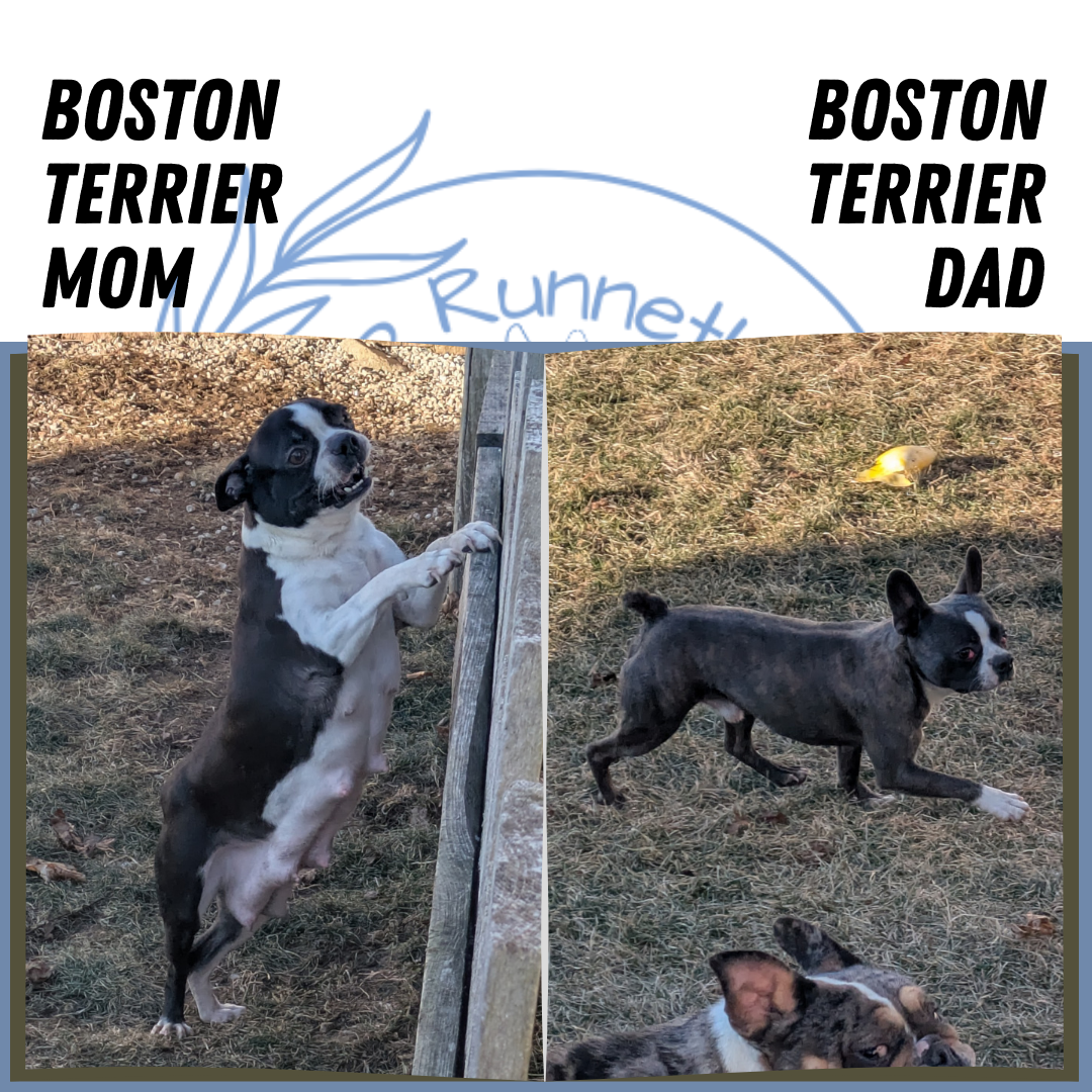 BOSTON TERRIER (12/09) FEMALE