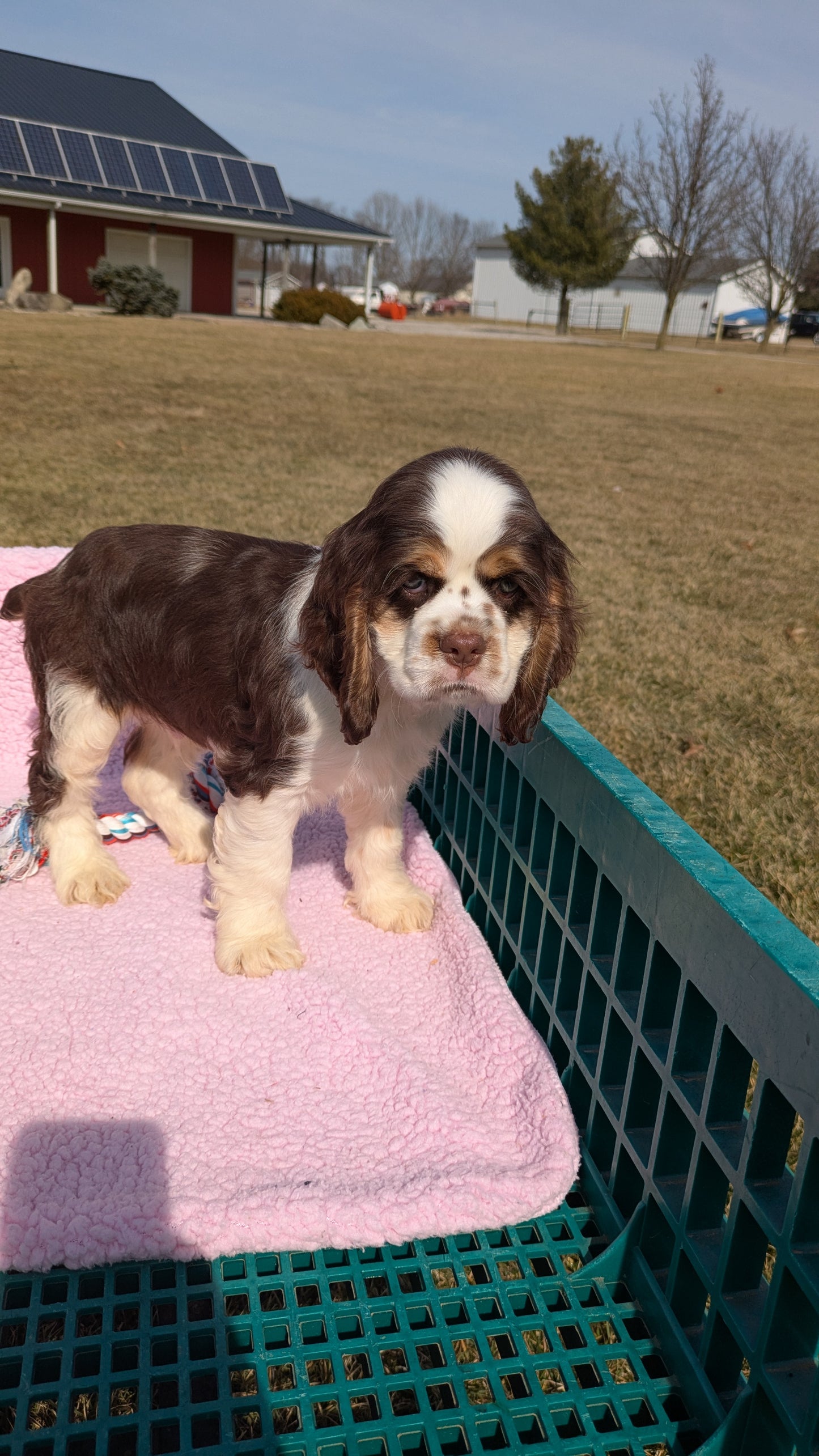 COCKER SPANIEL (12/21) MALE