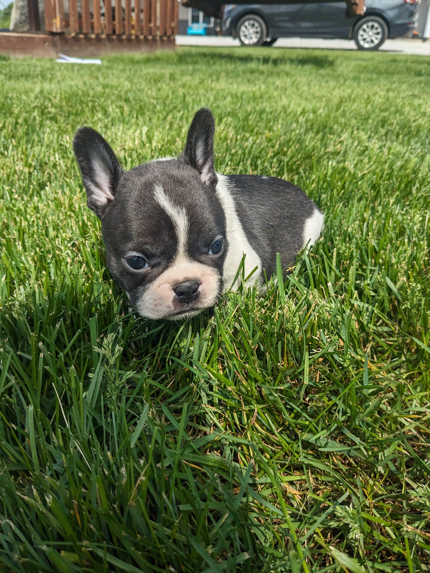 FRENCHTON (04/11) MALE