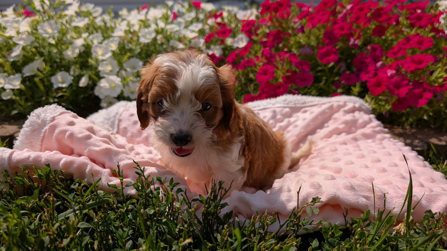 CAVAPOO (06/19) MALE