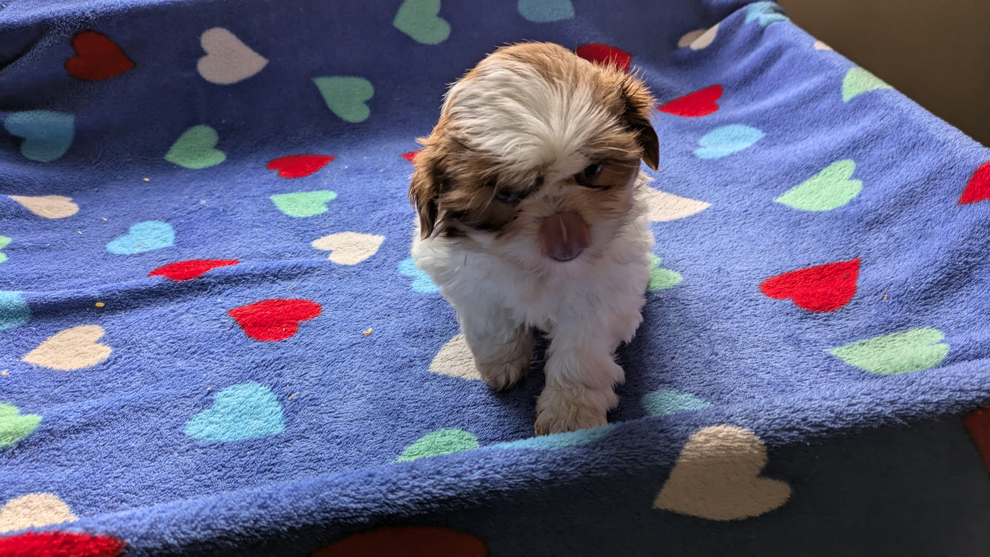 SHIH TZU (10/22) FEMALE