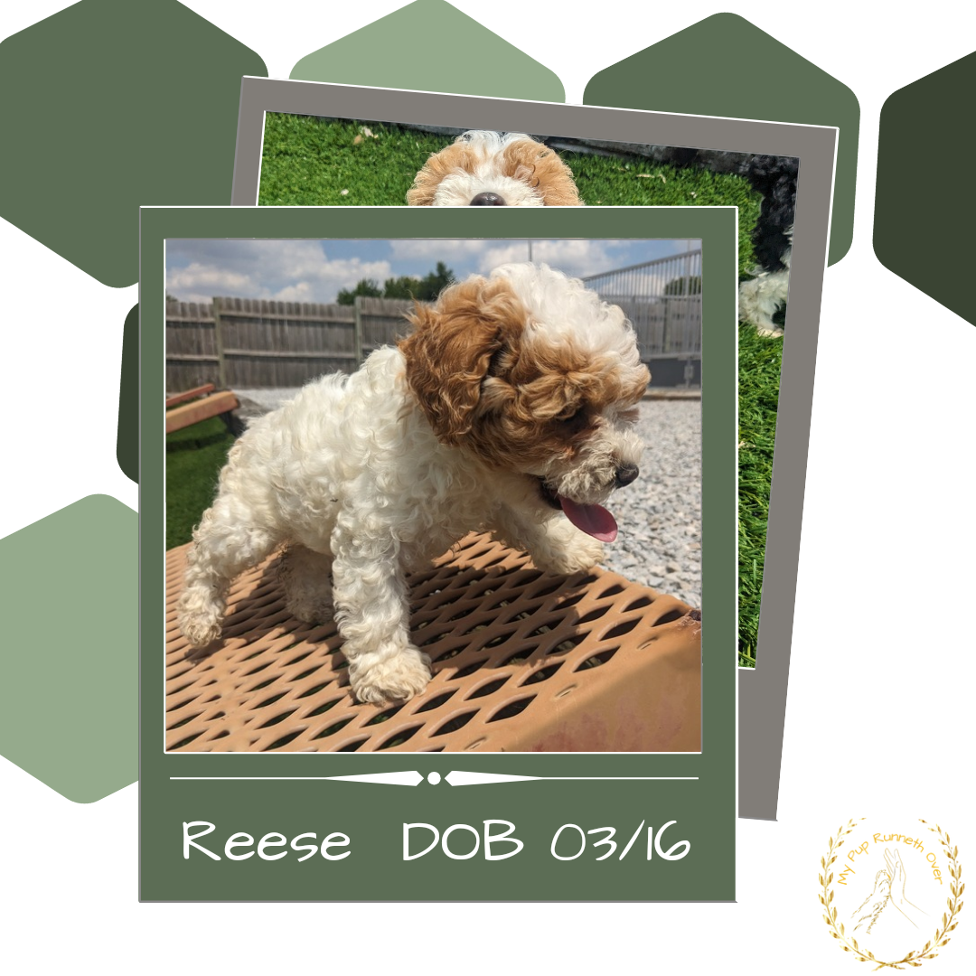TOY POODLE (03/16) FEMALE