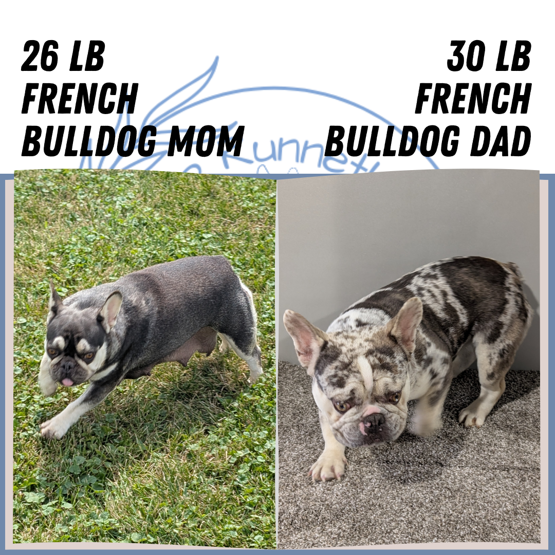 FRENCH BULLDOG (07/11) FEMALE