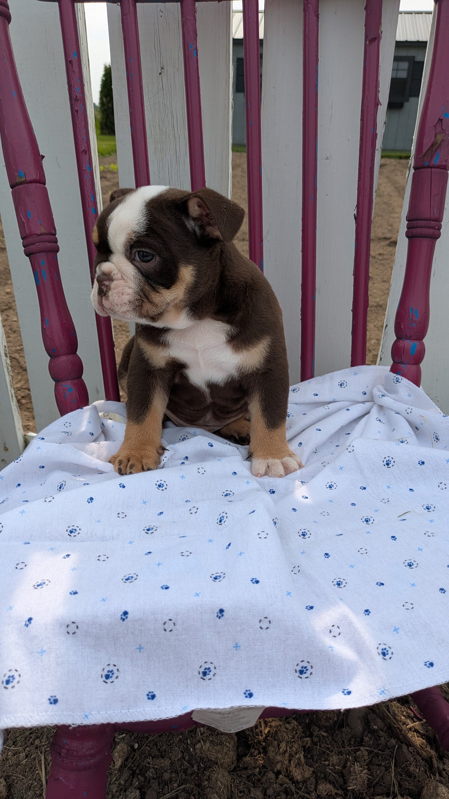 ENGLISH BULLDOG (04/18) MALE