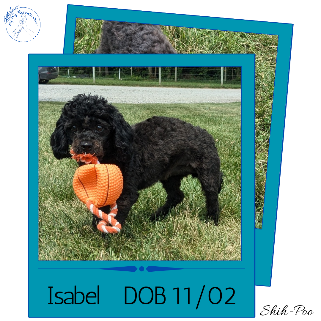 SHIH-POO (11/02) FEMALE