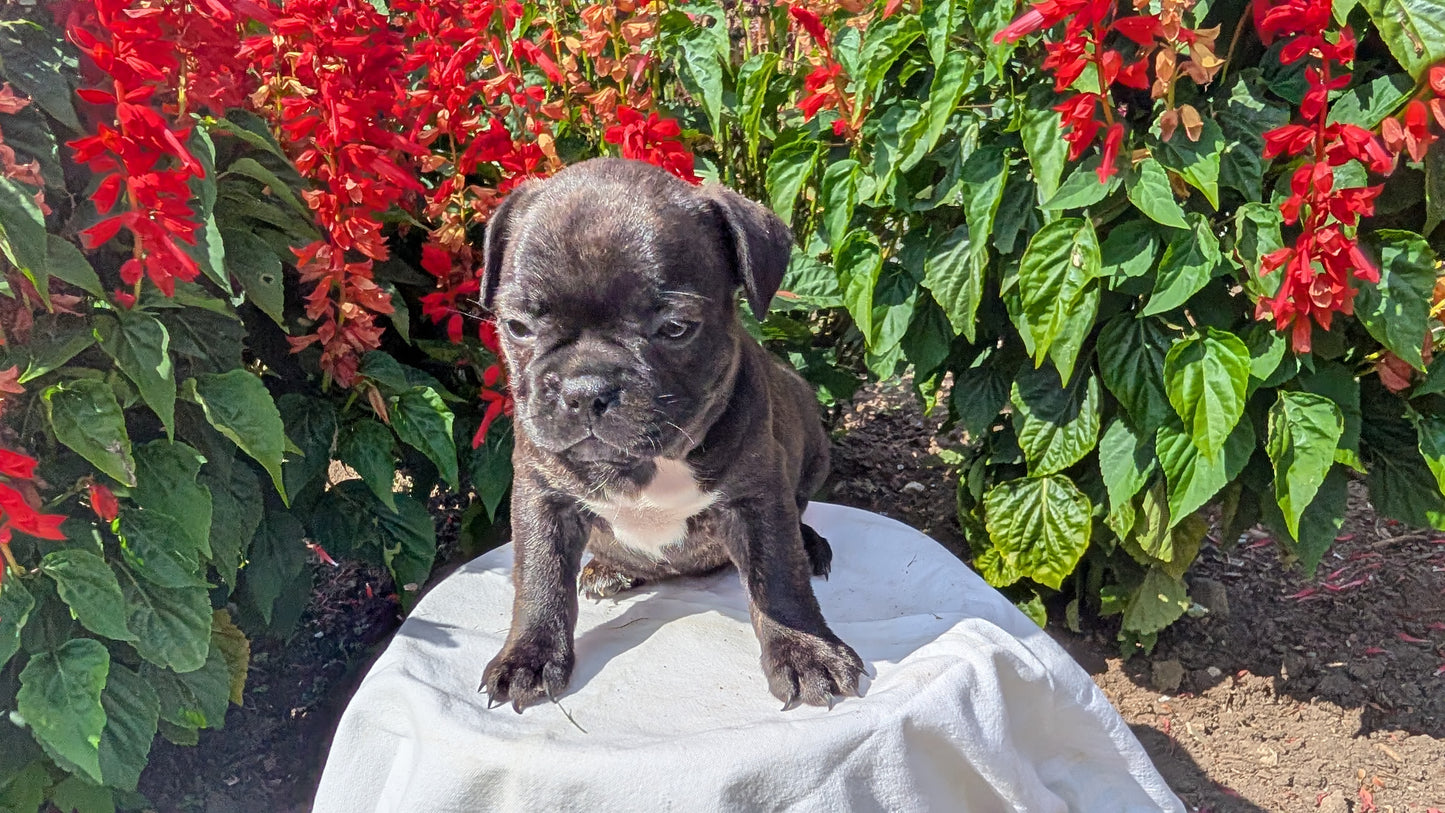 FRENCHTON (06/25) FEMALE