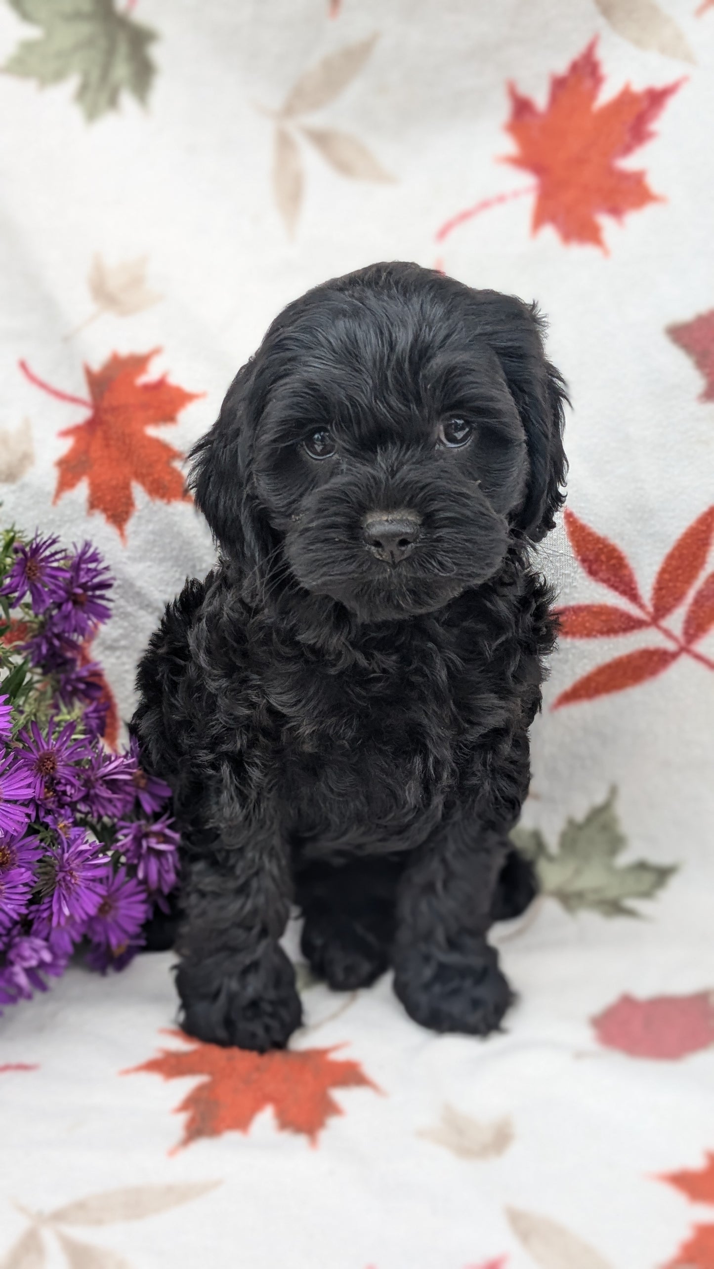 COCKAPOO (08/03) FEMALE