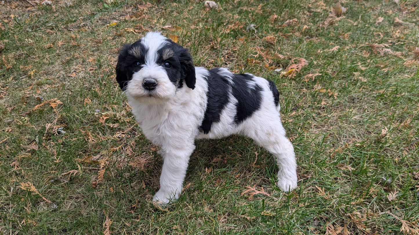 MINI BERNEDOODLE (09/24) MALE