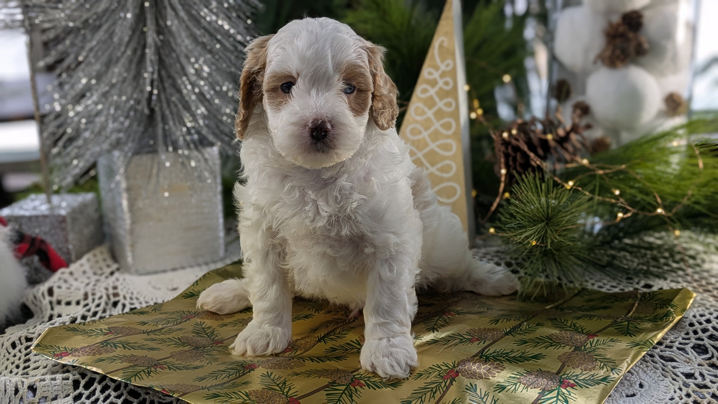 CAVAPOO (10/10) MALE