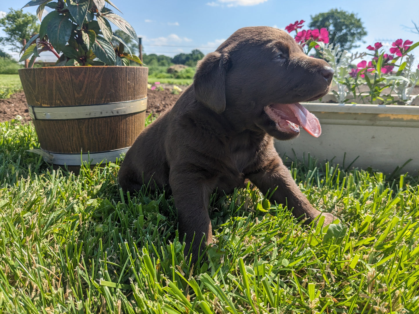 CHOCOLATE LAB (04/21) MALE
