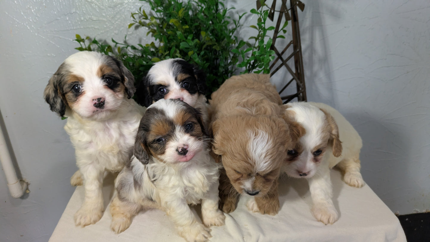 CAVAPOO (02/17) MALE