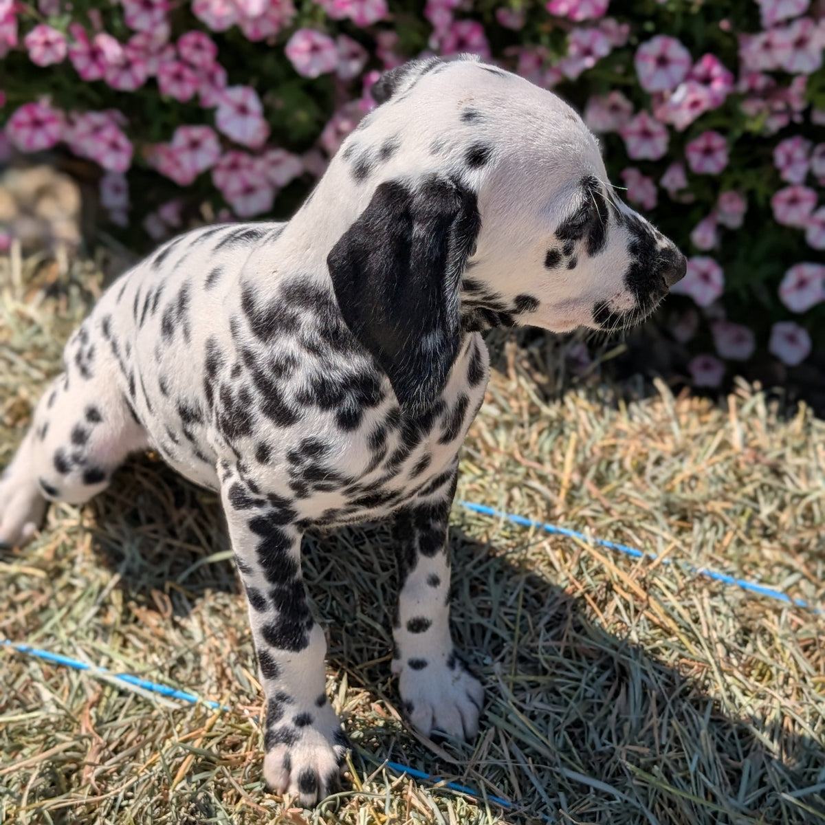 DALMATIAN (JUN 29) FEMALES