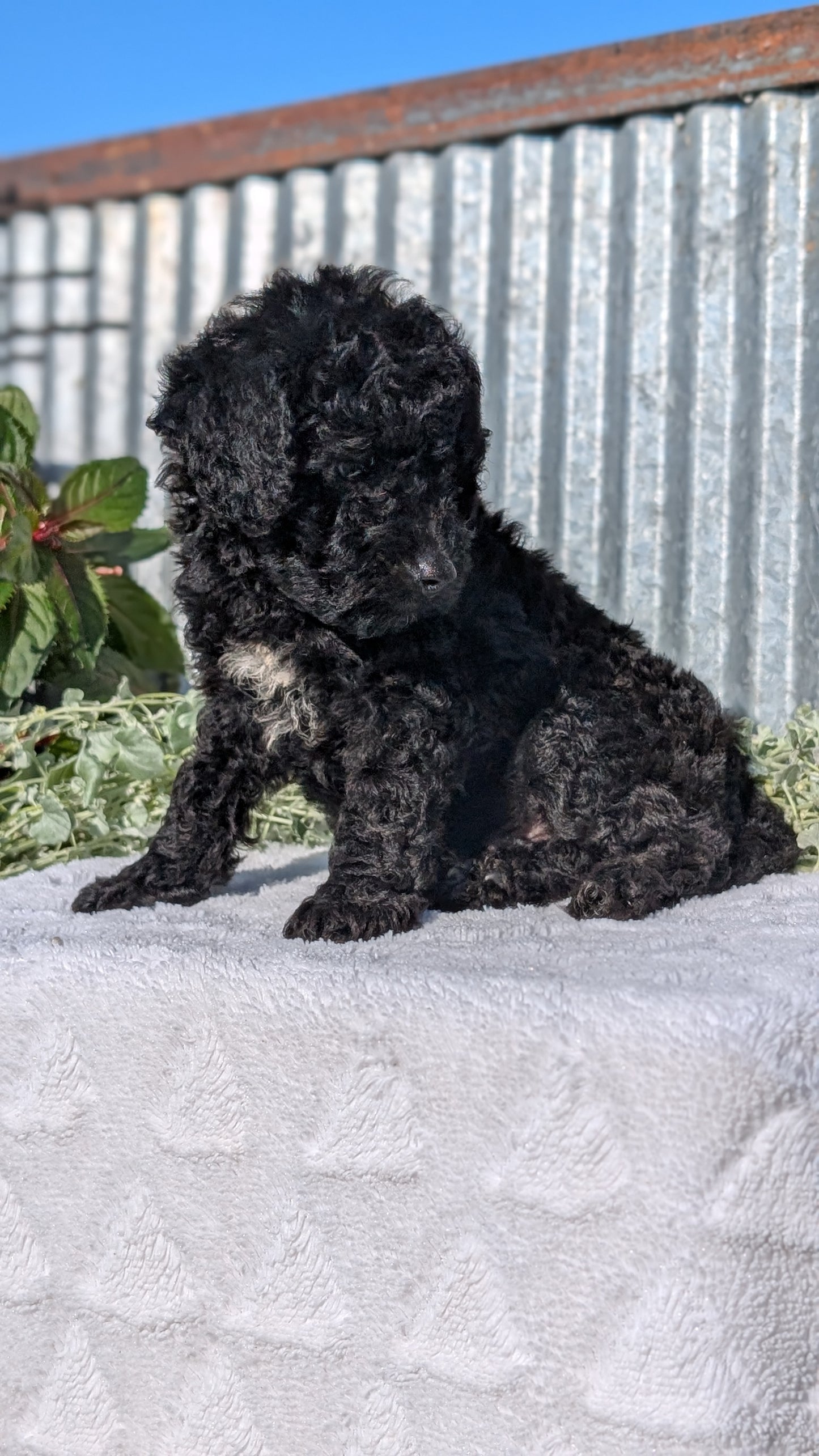 TOY POODLE (07/06) MALE