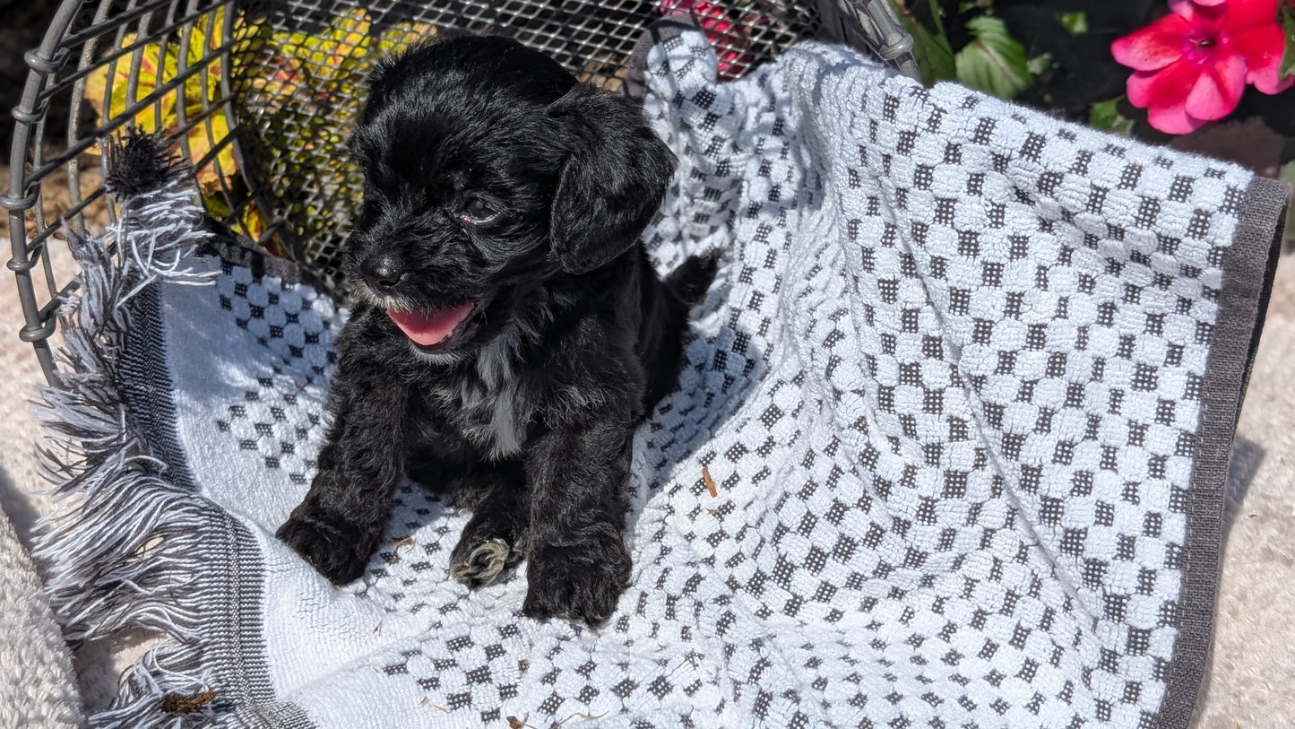 CAVAPOO (06/28) MALE