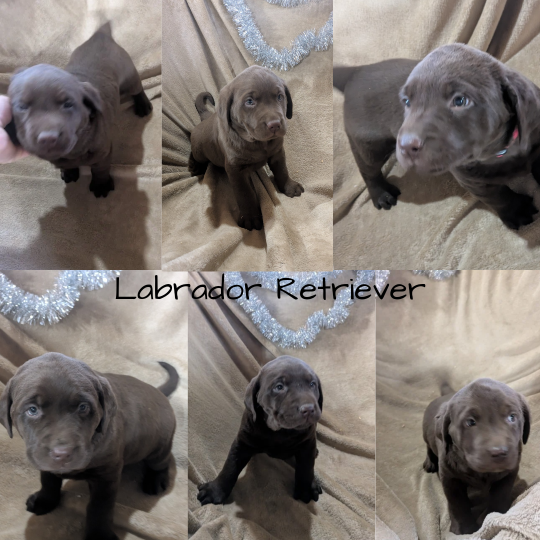 LABRADOR RETRIEVER (10/17) MALE