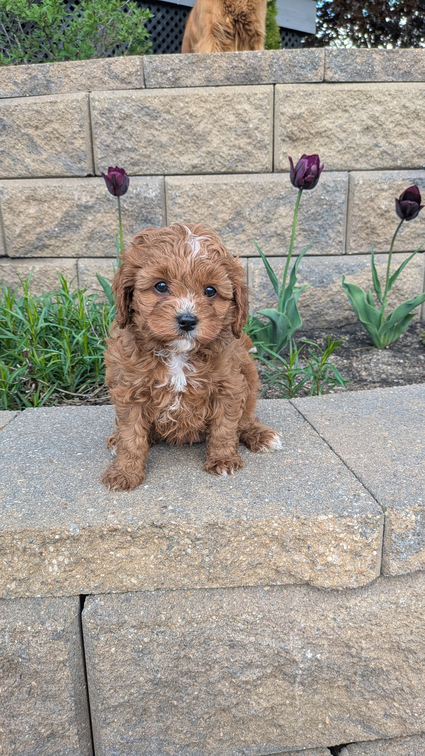 CAVAPOO (03/24) FEMALE