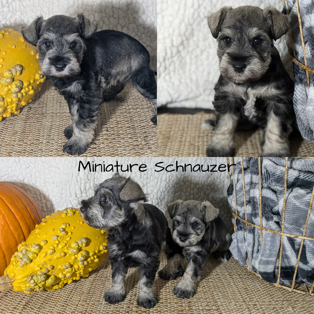 MINI SCHNAUZER (09/22) FEMALE