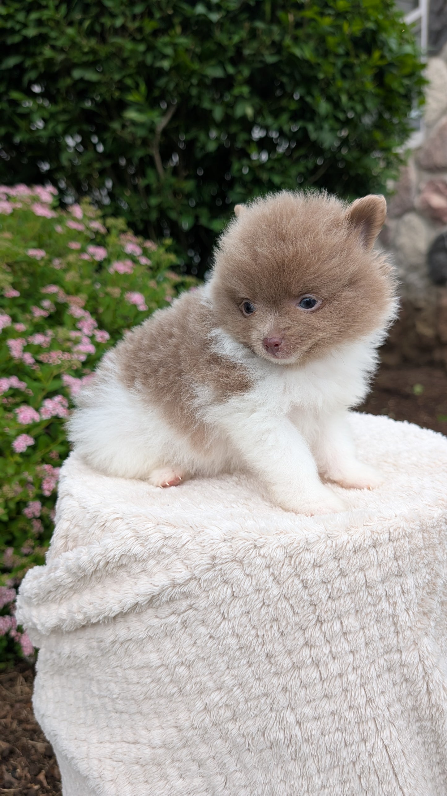 POMERANIAN (04/22) MALE