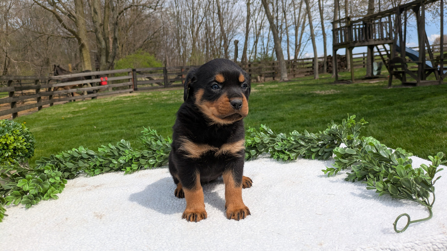 ROTTWEILER (03/18) FEMALE
