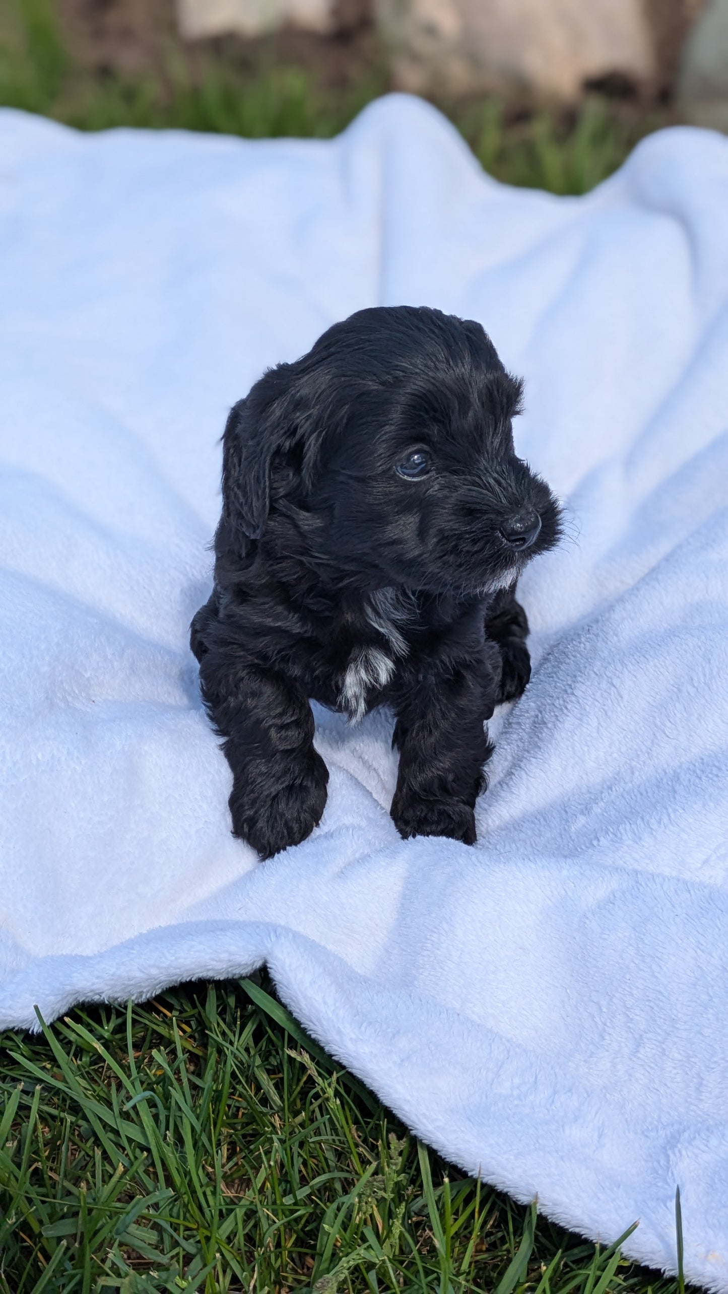 MINI BERNEDOODLE (03/30) FEMALE