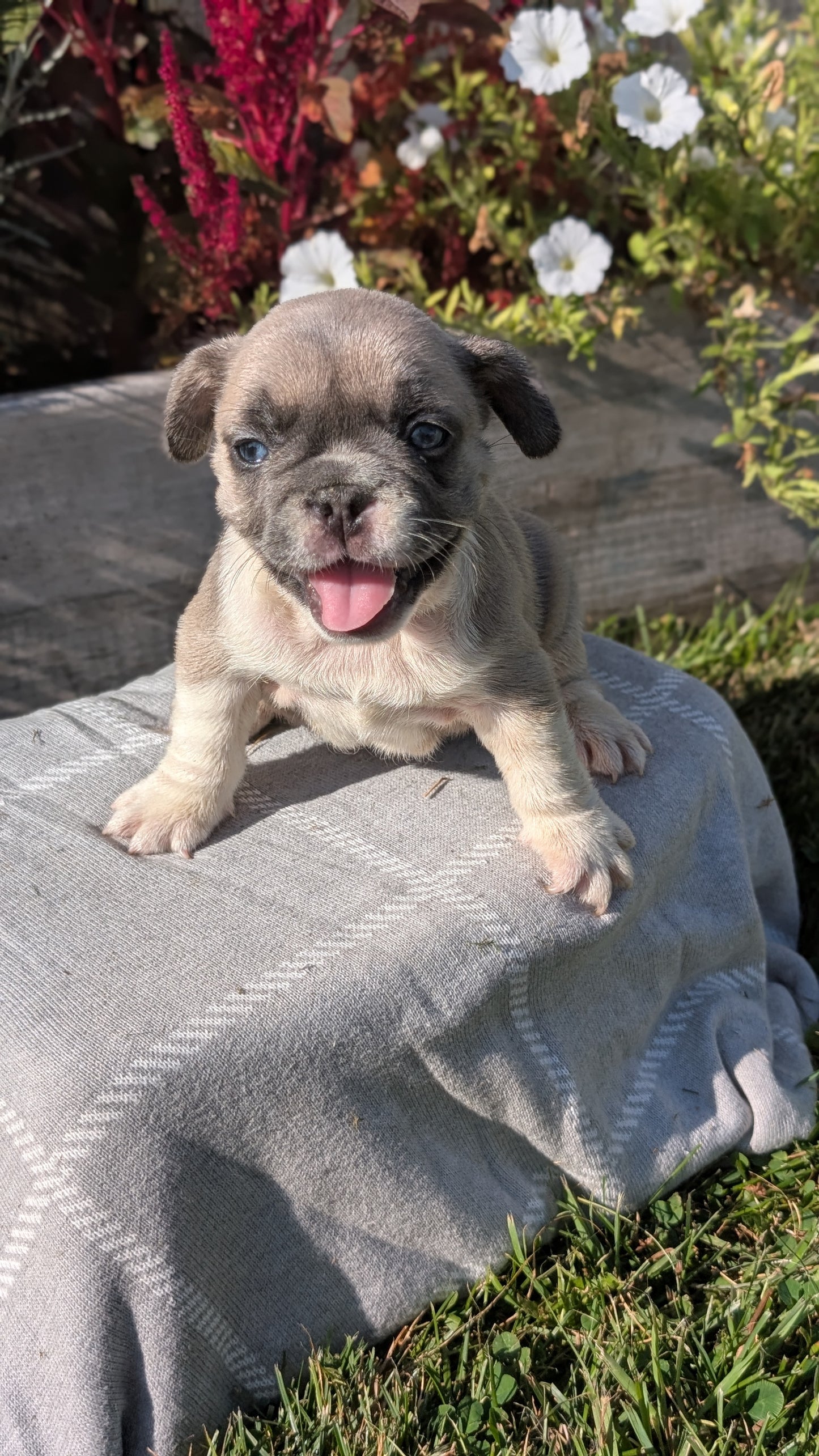 FRENCH BULLDOG (07/03) FEMALE