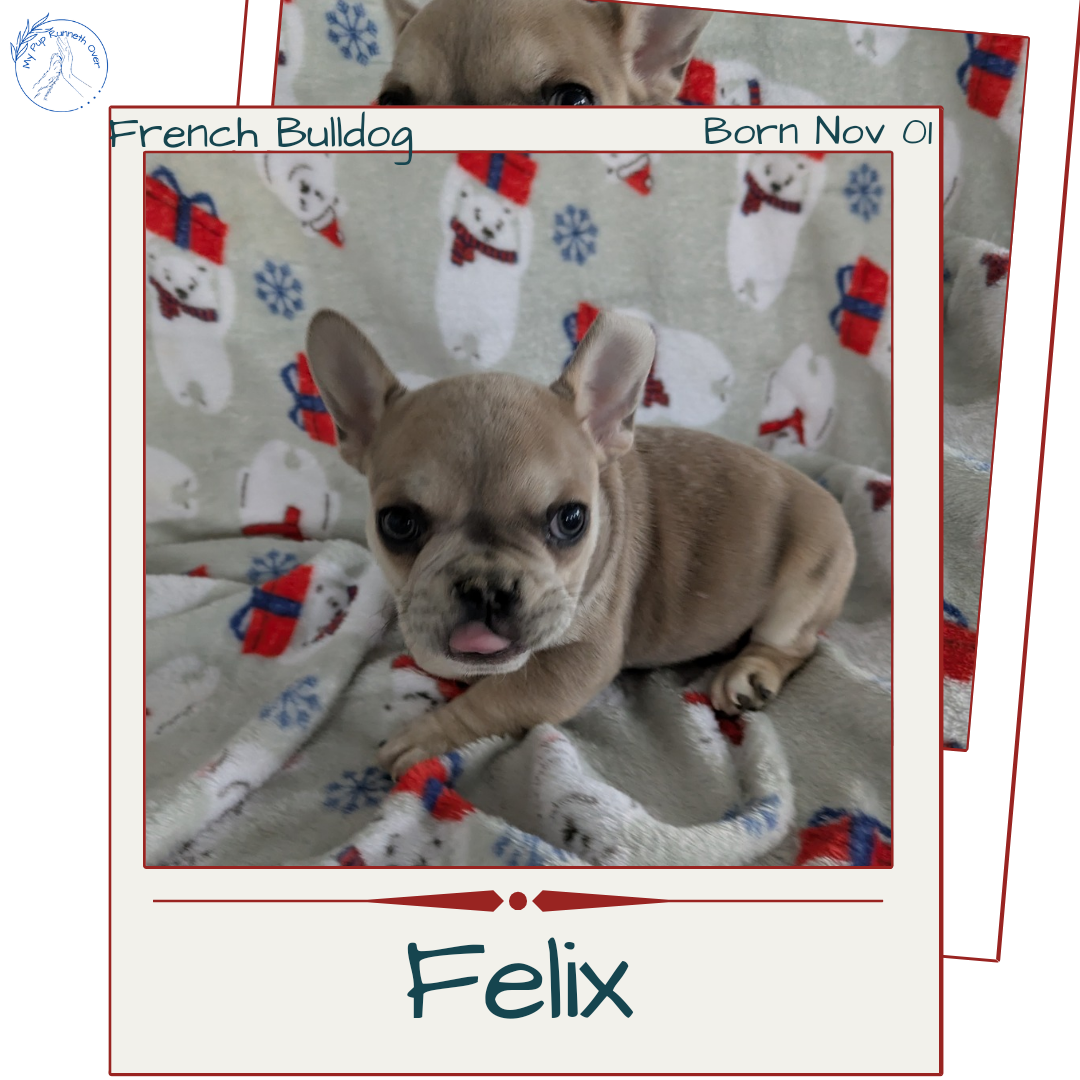 FRENCH BULLDOG (11/01) MALE