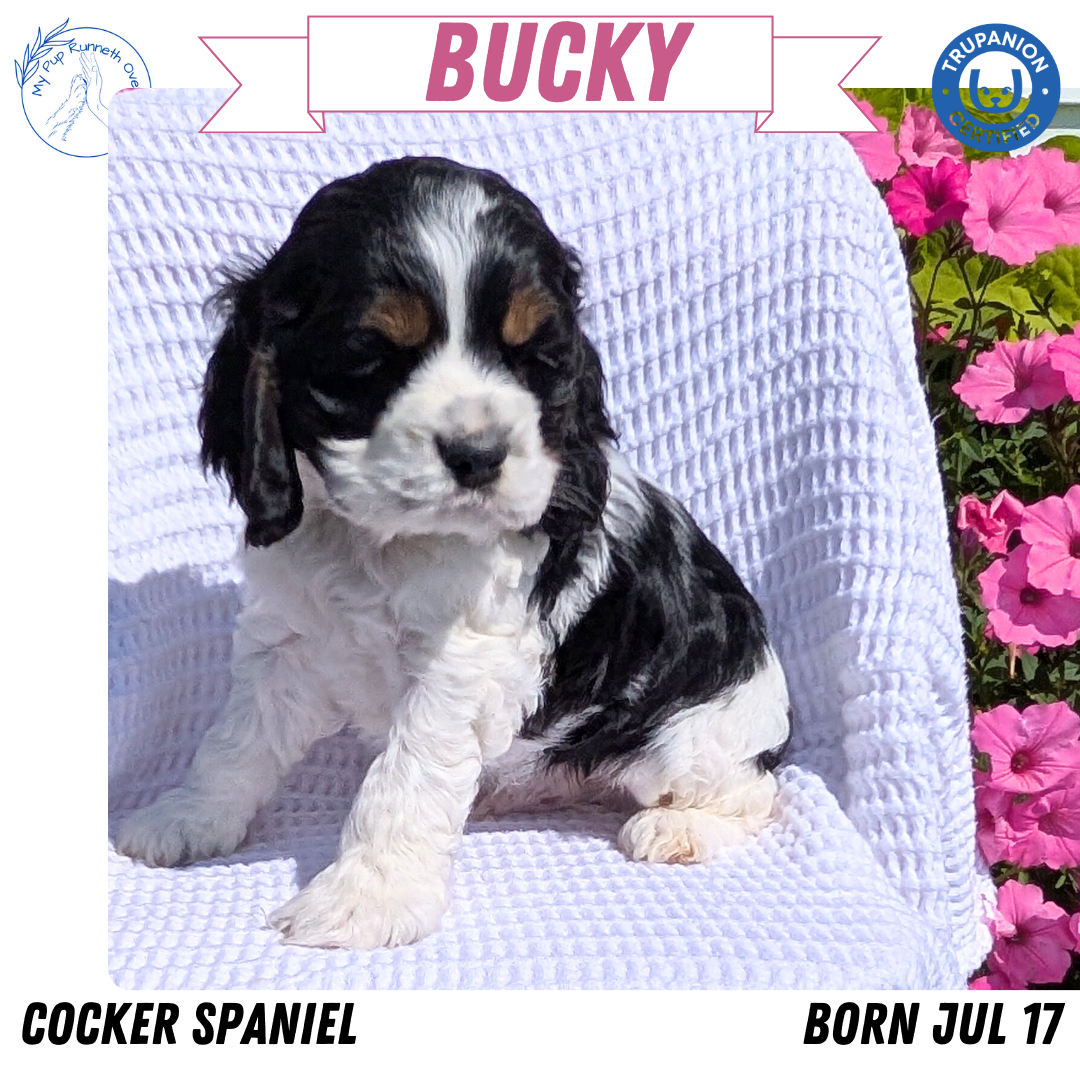 COCKER SPANIEL (07/17) MALE