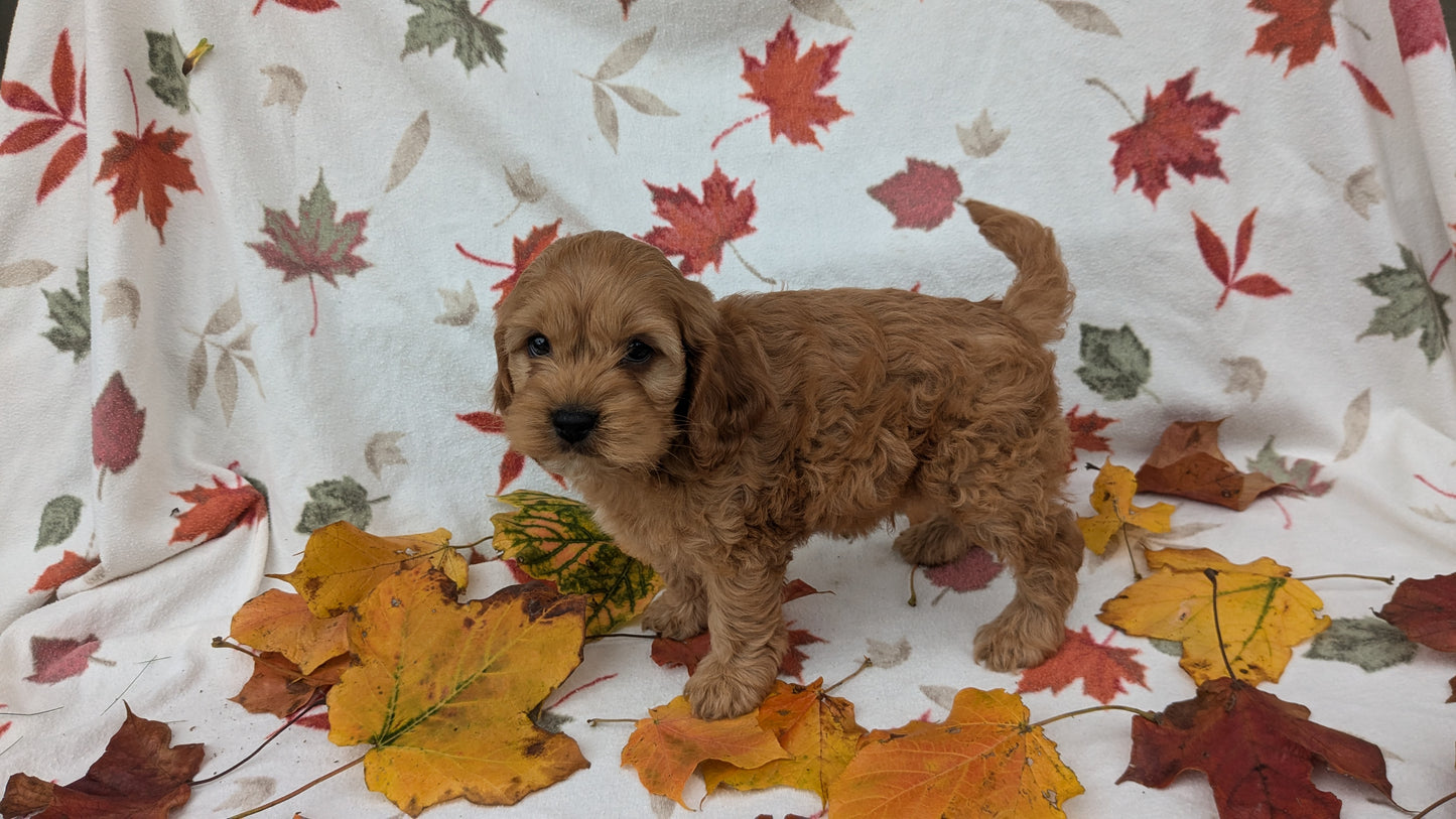COCKAPOO (08/03) MALE