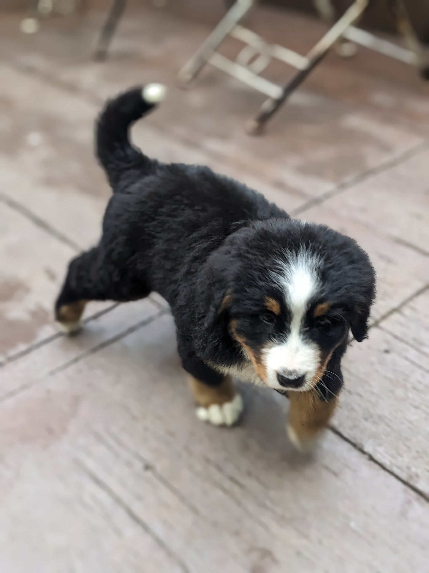 BERNESE MOUNTAIN DOG (03/21) FEMALE