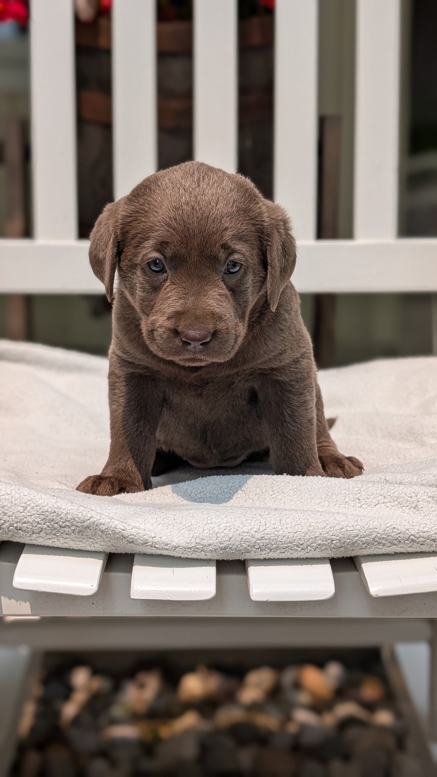 LABRADOR RETRIEVER (05/03) FEMALE