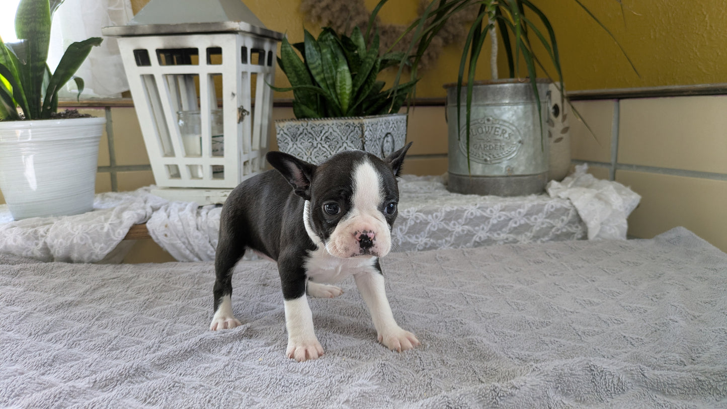 BOSTON TERRIER (12/09) FEMALE