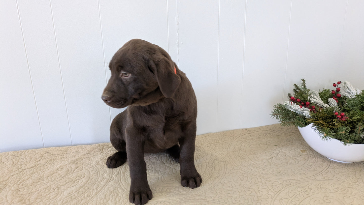 LABRADOR RETRIEVER (11/03) FEMALE