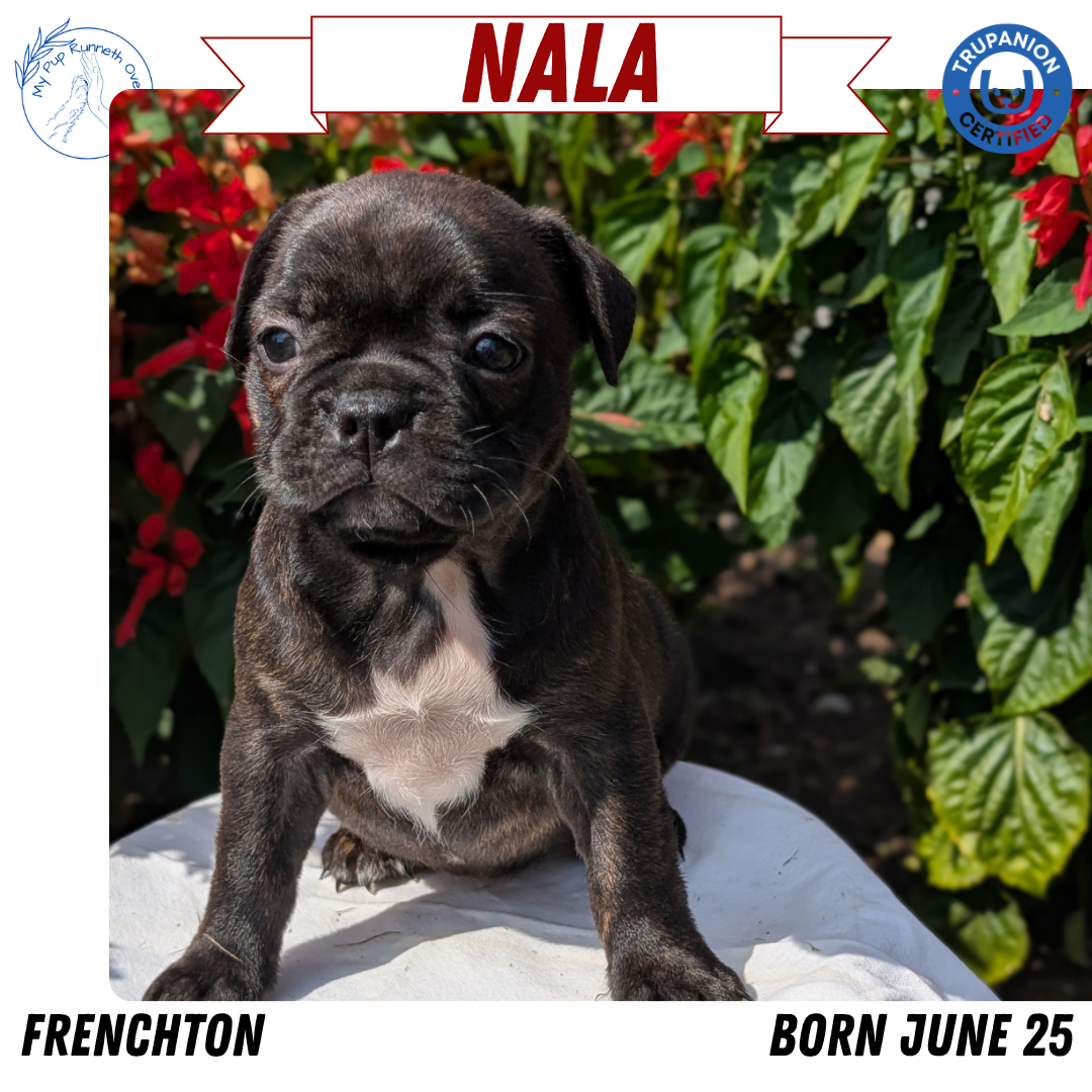 FRENCHTON (06/25) FEMALE