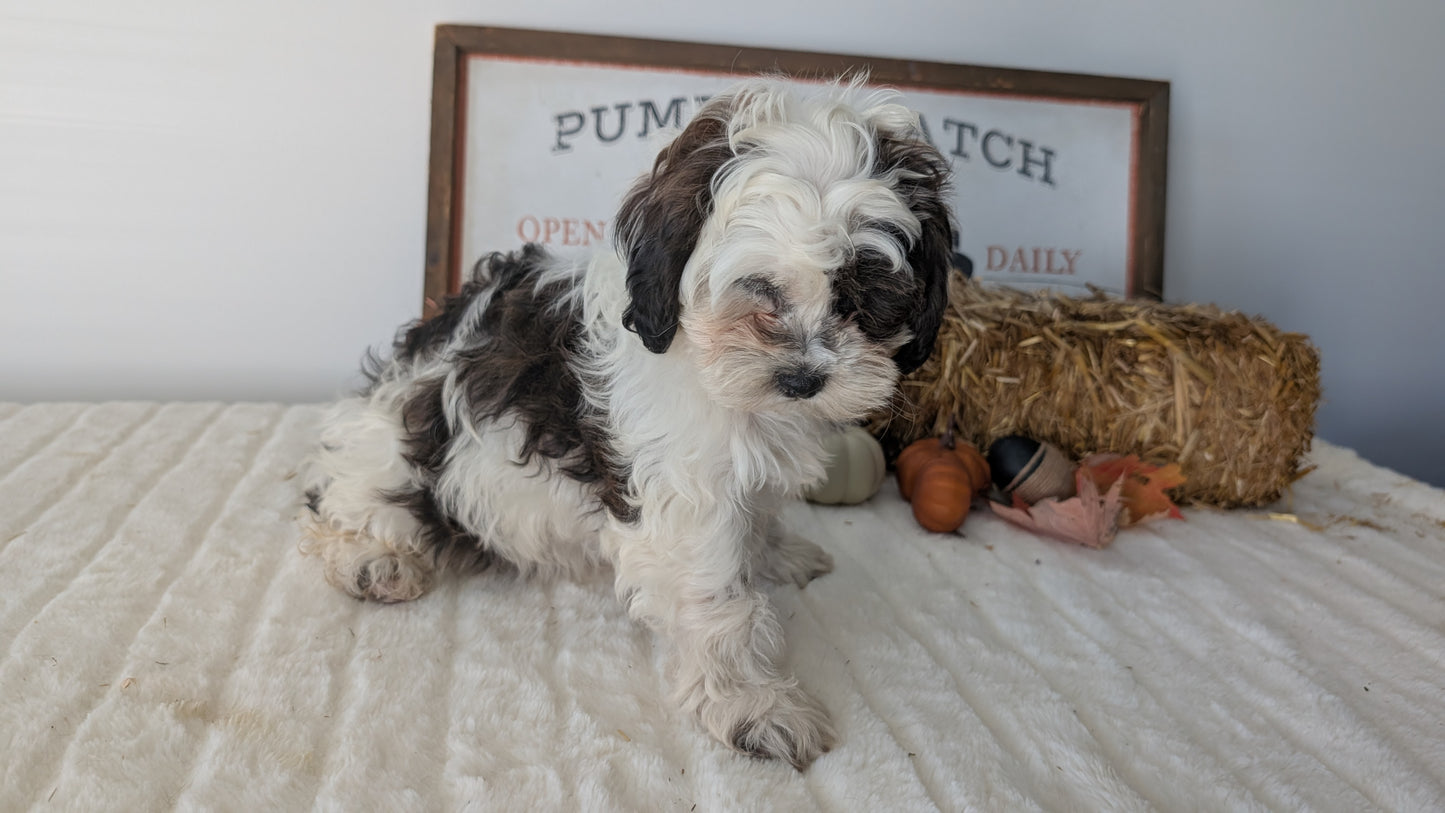 SHIHPOO (07/26) FEMALE