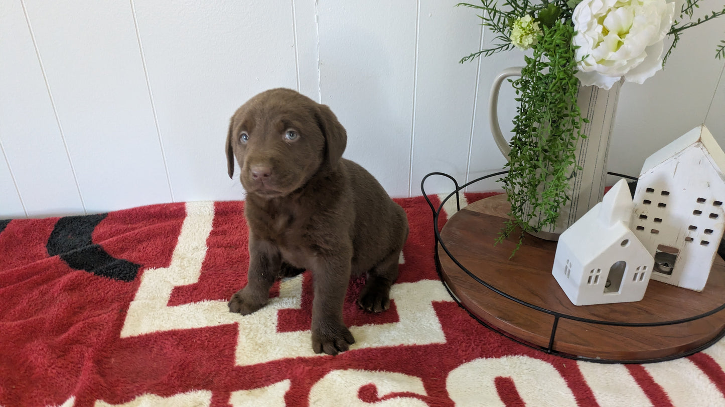LABRADOR RETRIEVER (11/03) MALE