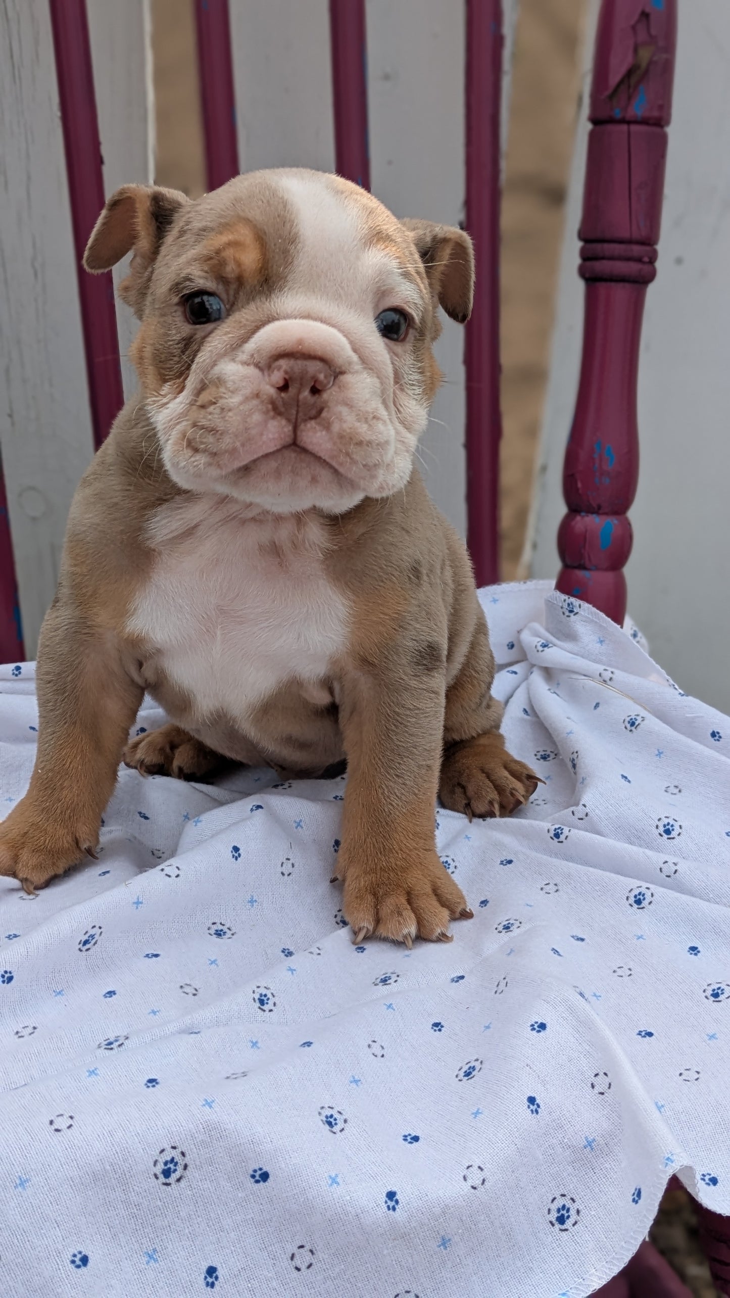 ENGLISH BULLDOG (04/18) MALE