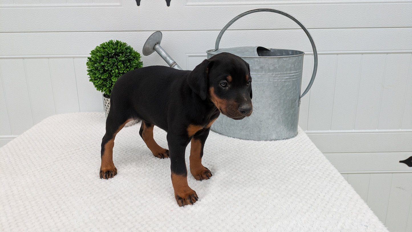 DOBERMAN PINSCHER (03/22) FEMALE