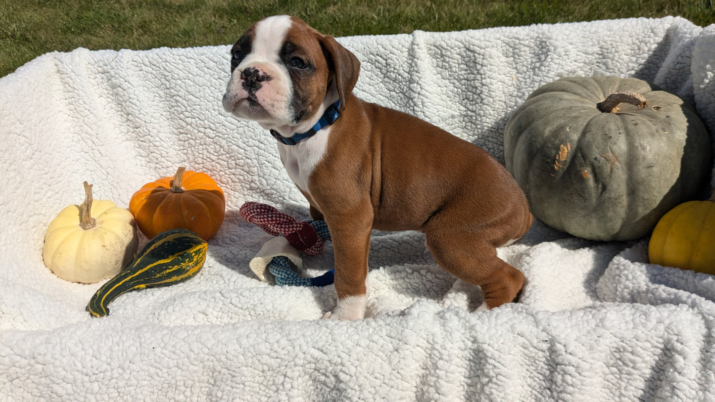 BOXER (08/27) MALE
