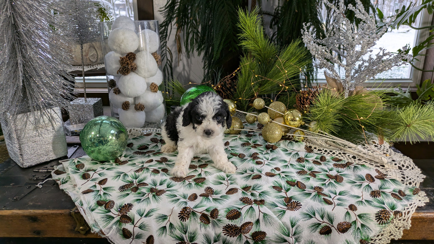 COCKAPOO (10/14) MALE