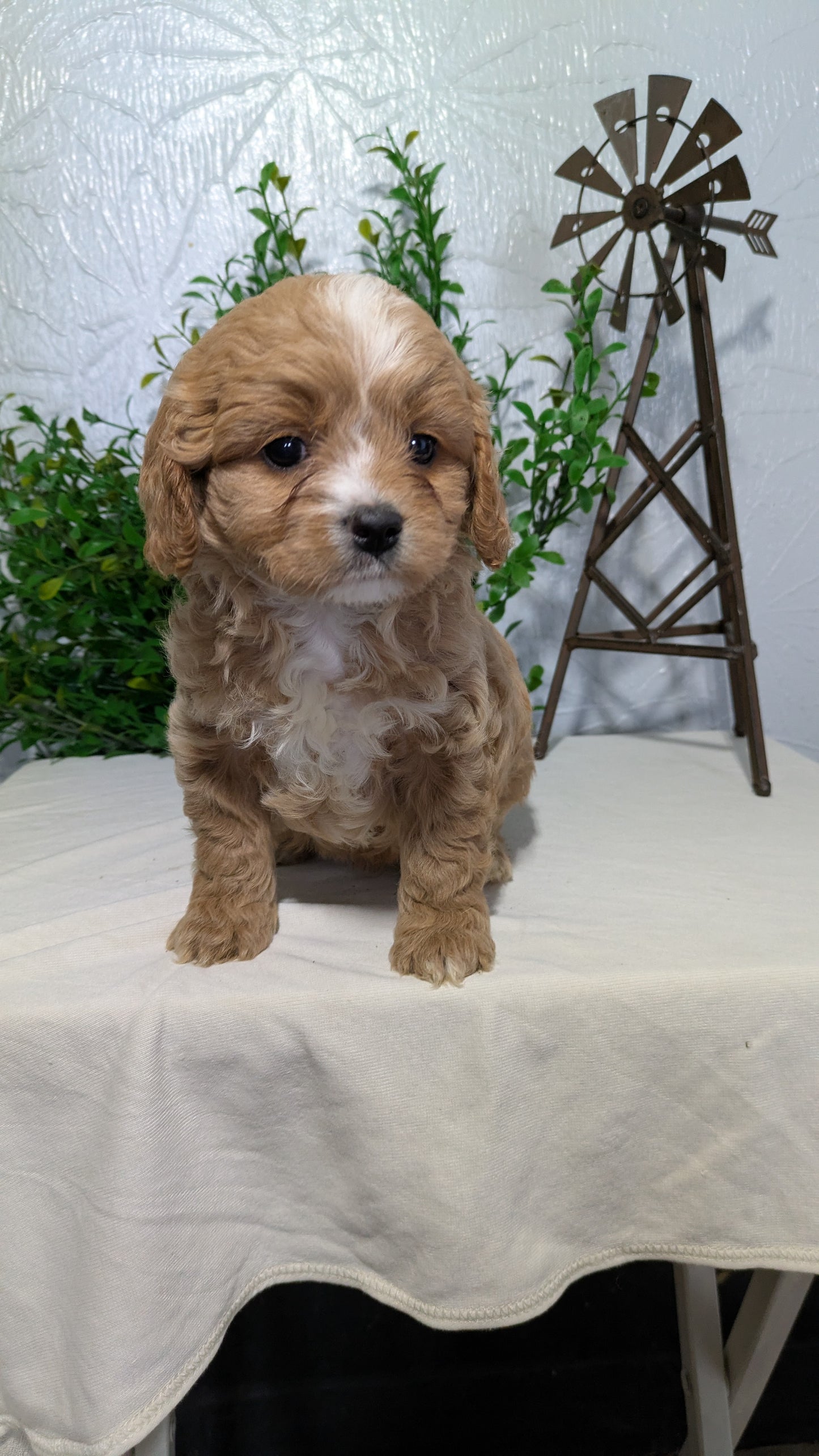 CAVAPOO (02/17) MALE